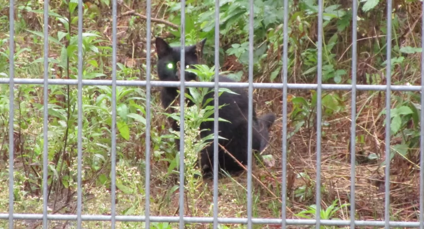 W Forcie Szczęśliwice po staremu