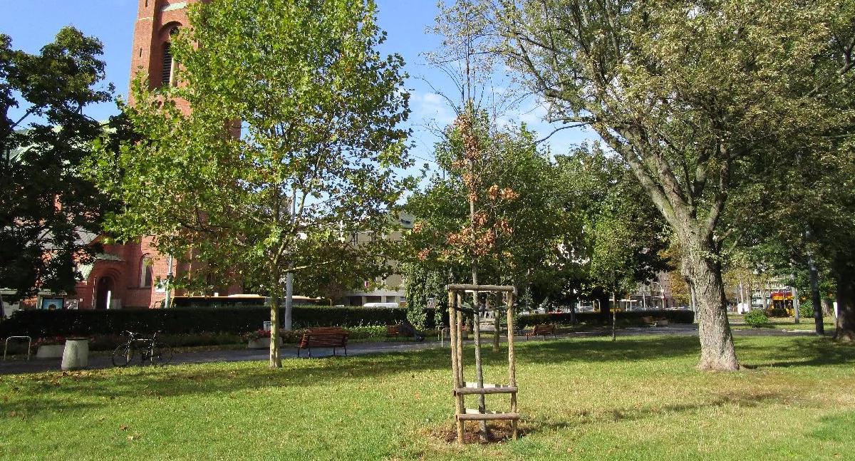 Dąb "Gabriel" już rwie się do zimowego odpoczynku