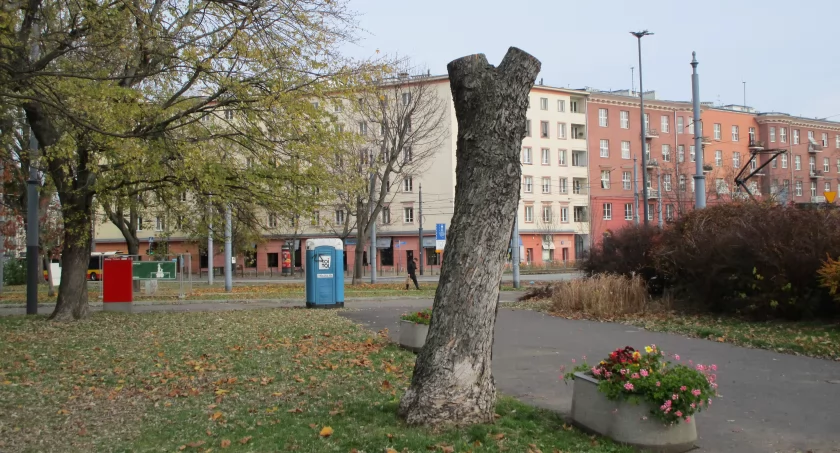 Dąb "Gabriel" ma konkurencję