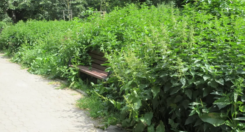 Park Zasława Malickiego tonie w pokrzywach