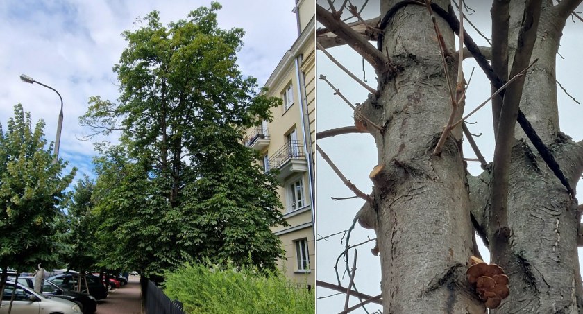 Zdjęcie Grzegorz  Wysocki - fotografia