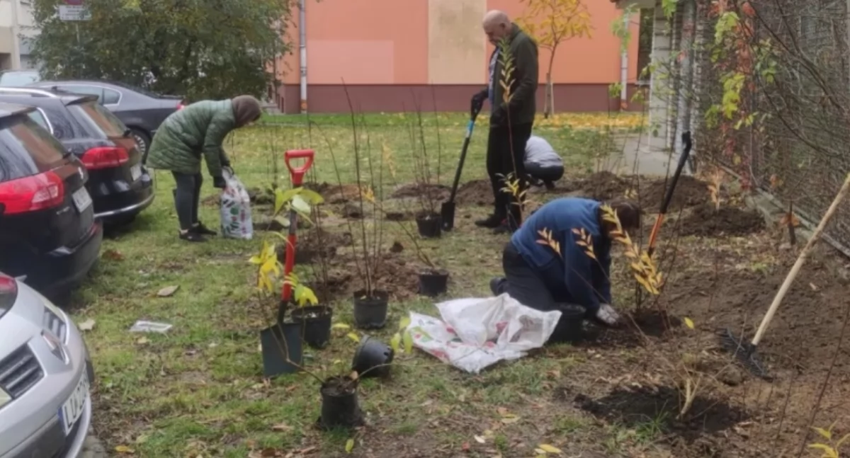 zieleń, Sadzimy Ochotą mieszkańcy sadzą rośliny wokół swoich budynków - zdjęcie, fotografia