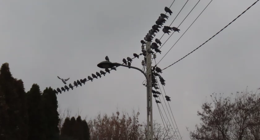 pomniki i ekspozycje, Reduta Ordona spokojnie przed burzą - zdjęcie, fotografia