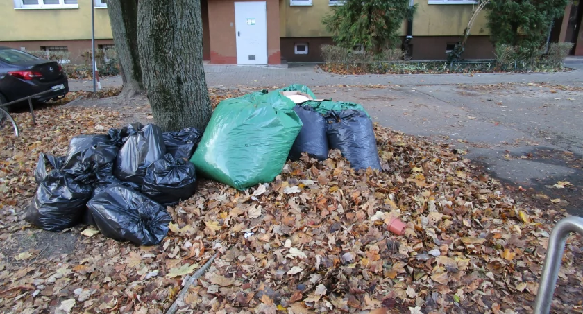 zieleń, Porażka tylko temacie liście - zdjęcie, fotografia