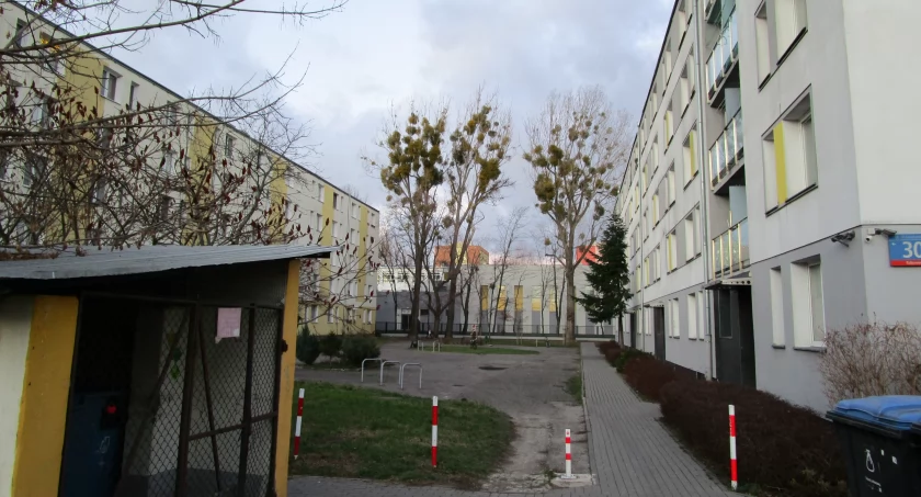 zieleń, drzewa zawsze zielone - zdjęcie, fotografia