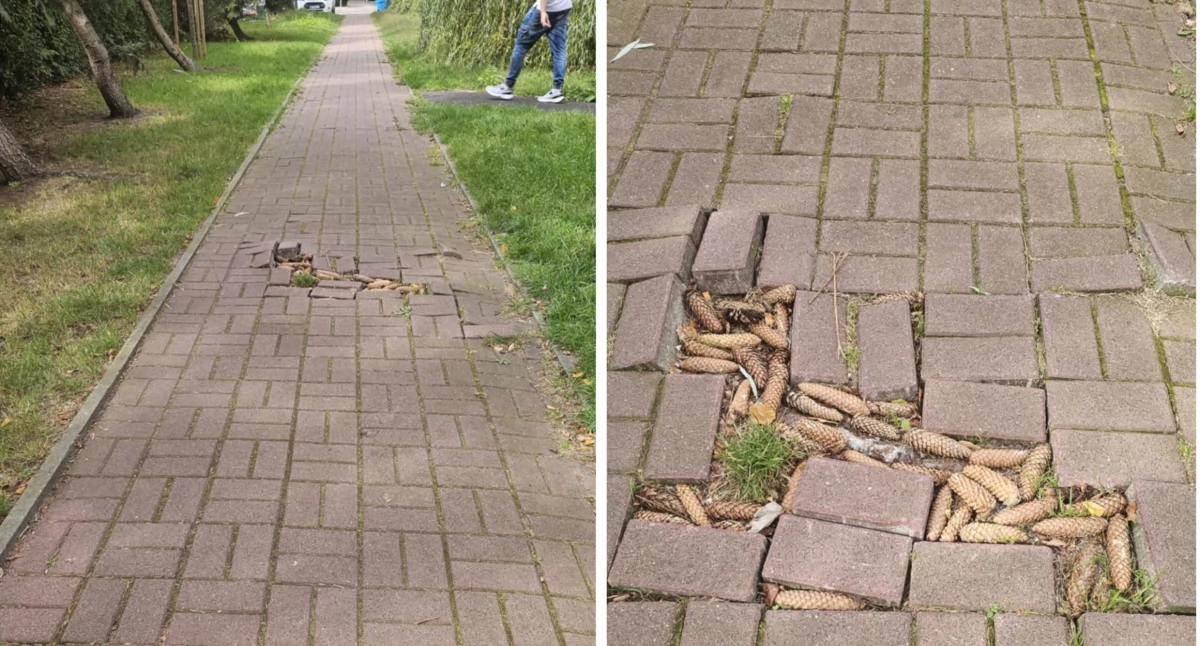 place i podwórka, Majewskiego chdnik ekologiczny ścieżka sensoryczna - zdjęcie, fotografia