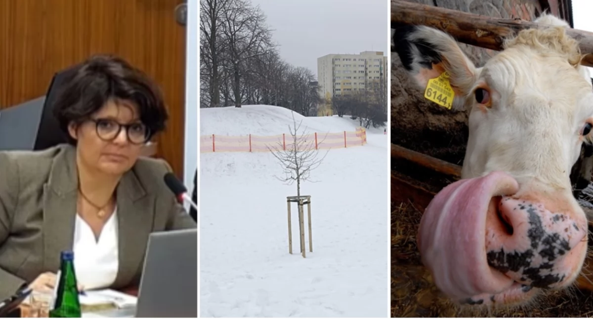 Felietony, Burmistrz Justyna Glusman wspiera globalne łańcuchy dostaw - zdjęcie, fotografia