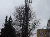 gałązka po gałązce