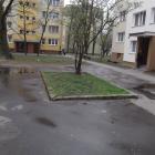 W piaskownicy drzewo