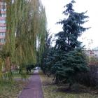 Niejedna aleja w parku tak nie wygląda