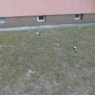 Piwko i Danio