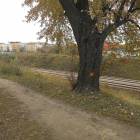 zdjęcie nr 42