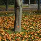zdjęcie nr 33