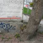 Fotka nr 4 z 33