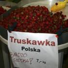 zdjęcie nr 26