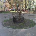 zdjęcie nr 8