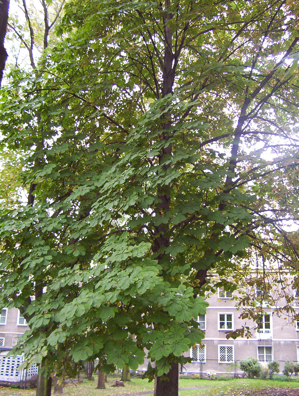 Zdjęcie: Warszawa Ochota wiadomości Informator Ochoty Włoch iOchota