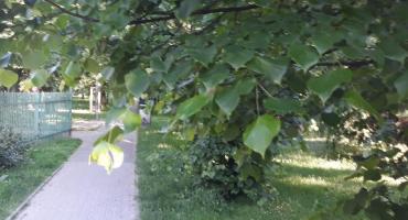 Park Marka Kotańskiego - czy to już las?