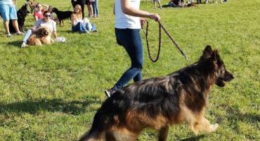 Dog Champion Ochoty