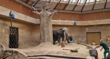 Słoń Leon zjadł wierzbę z parku Szczęśliwickiego