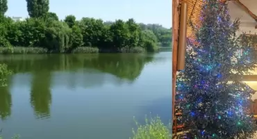 Topimy choinki w jeziorku Szczęśliwickim!?