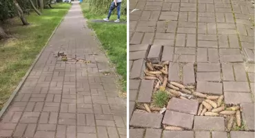 Majewskiego 15  - chdnik ekologiczny czy ścieżka sensoryczna?