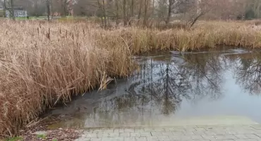 Bajoro w Parku Malickiego