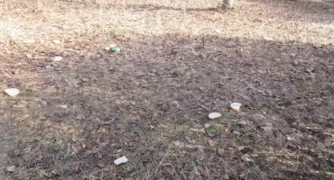 Dokarmiamy ptaszki czy szczury? 