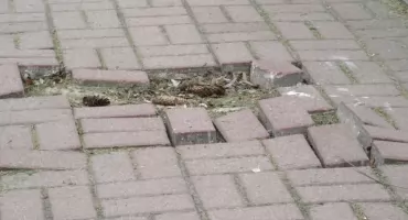 Radni ani Zarząd Dzielnicy byle, czym się nie zajmują, ale Pawlonek tak