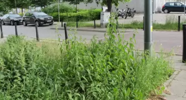 Pokrzywy po pachy, więc już straciły swoją wartość