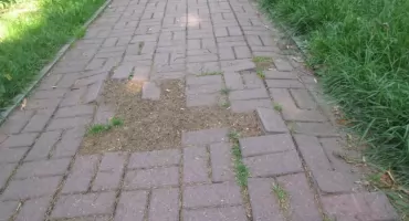 Za interwencję przyrodzie dziękuję 