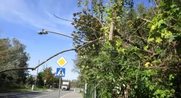 Na Włodarzewskiej konar czyha na pieszego lub rowerzystę 