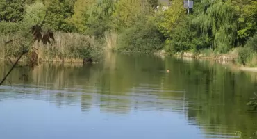 Czystość wody w Parku Szczęśliwickim 